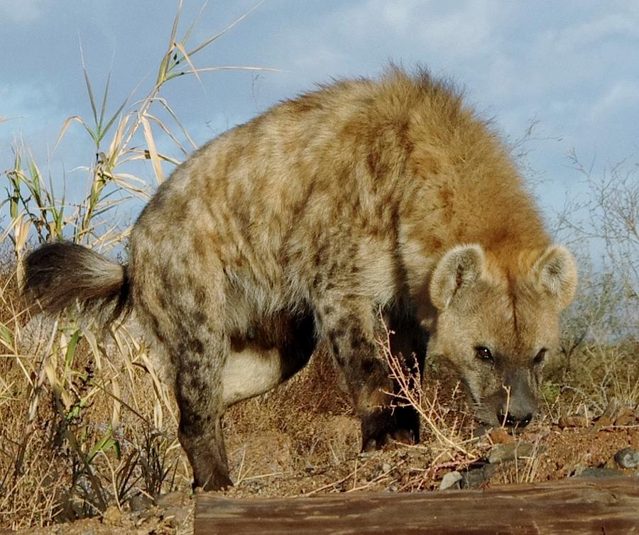 Out of Africa Hyena 1 Photograph by Phyllis Spoor