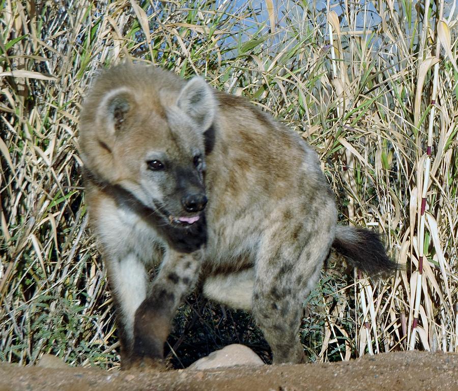 Out of Africa  Hyena 2 Photograph by Phyllis Spoor