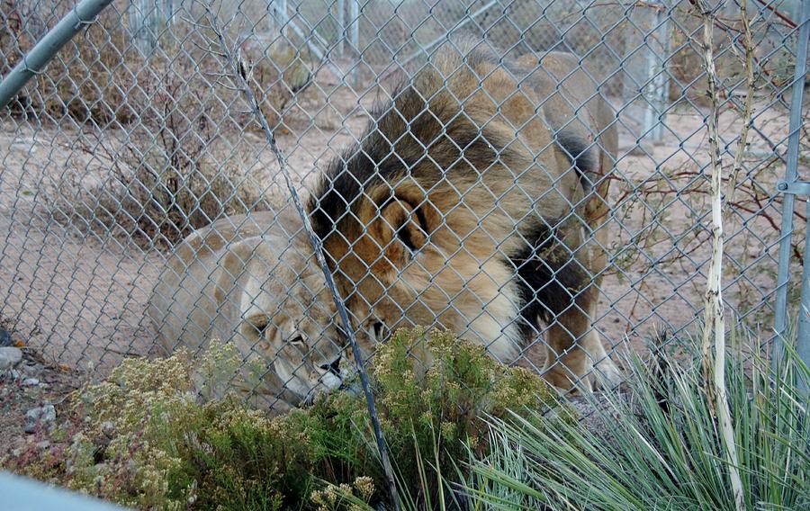 Out of Africa Lions 4 Photograph by Phyllis Spoor