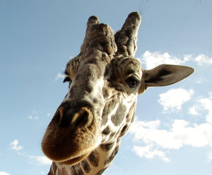 Out of Africa  Reticulated giraffe Photograph by Phyllis Spoor