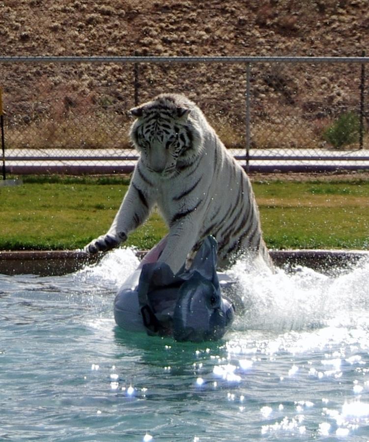 Out of Africa Tiger Splash 1 Photograph by Phyllis Spoor
