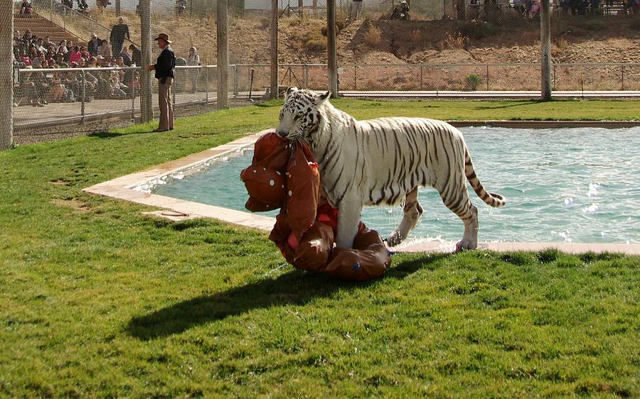 Out of Africa Tiger Splash 2 Photograph by Phyllis Spoor