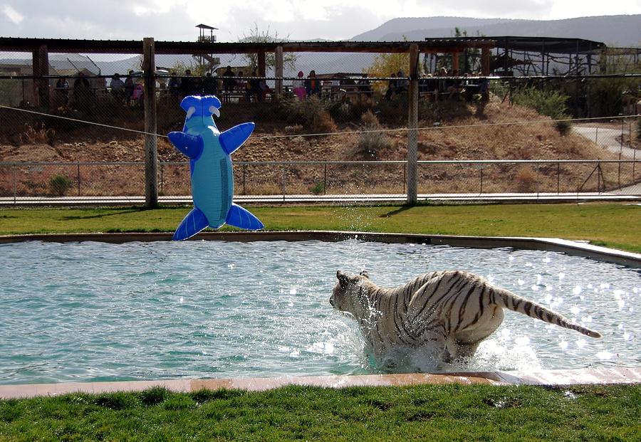 Out of Africa Tiger Splash 3 Photograph by Phyllis Spoor