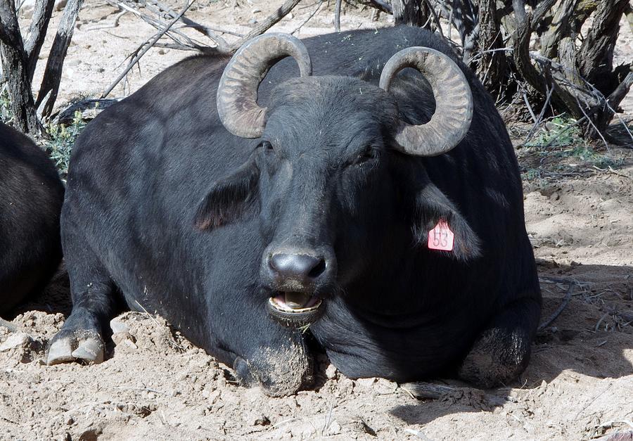 Out of Africa  Water BuFFALO Photograph by Phyllis Spoor