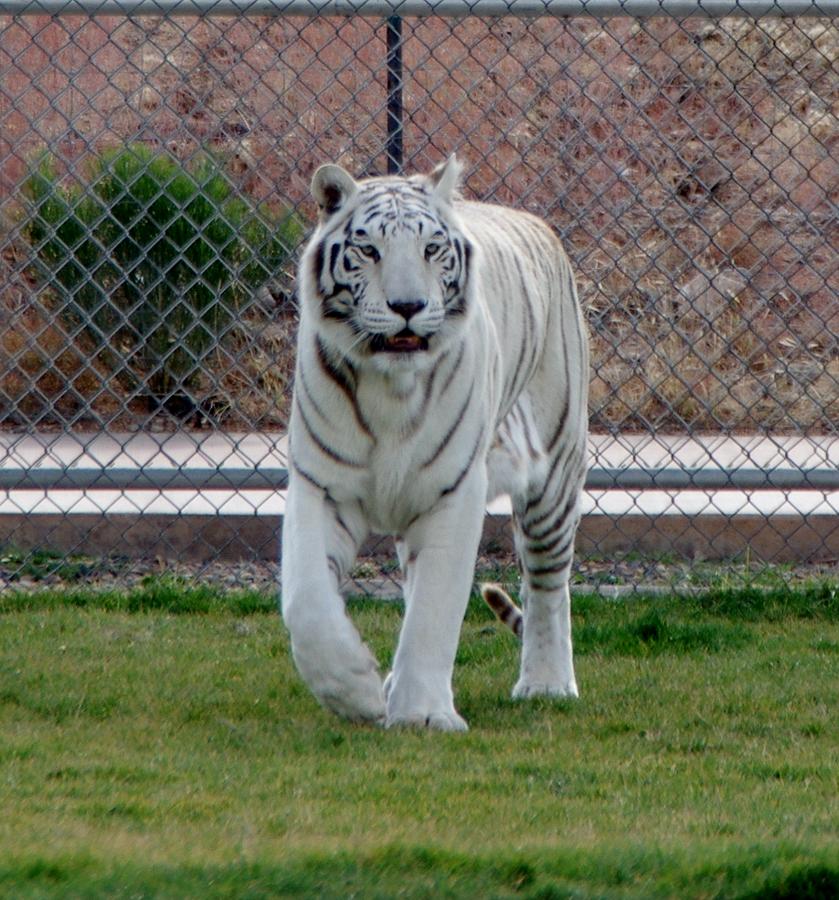 Out of Africa White Tiger Photograph by Phyllis Spoor