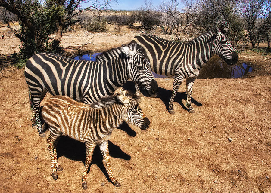 Out of Africa Zebra Family Photograph by Priscilla Burgers