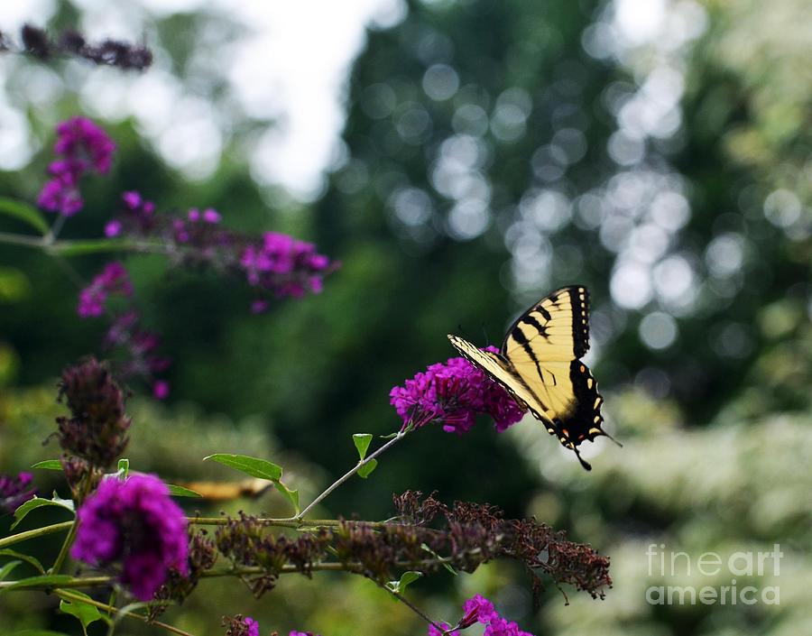 Butterfly Photograph - Out Of Bounds 3 by Judy Wolinsky