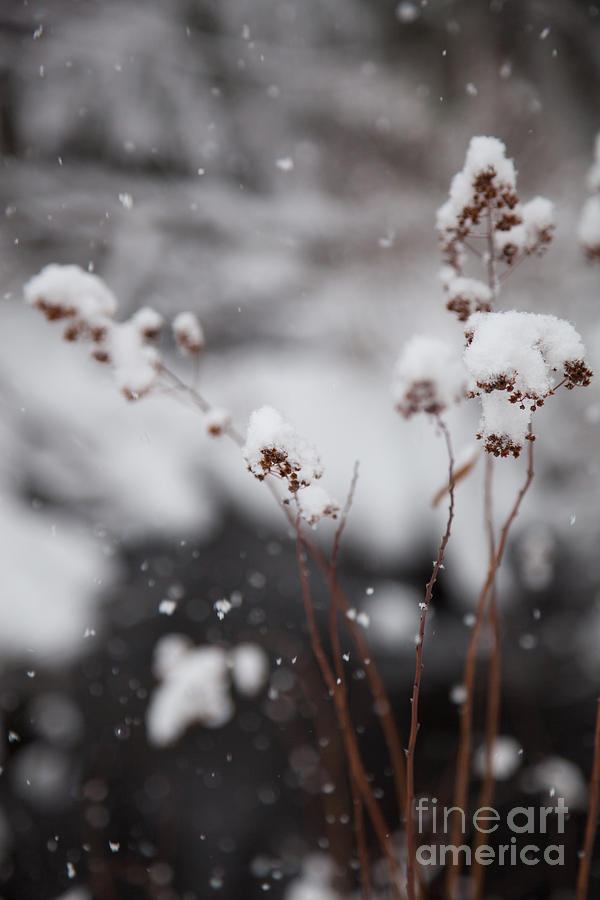 Winter Photograph - Softly Spoken by Sue OConnor