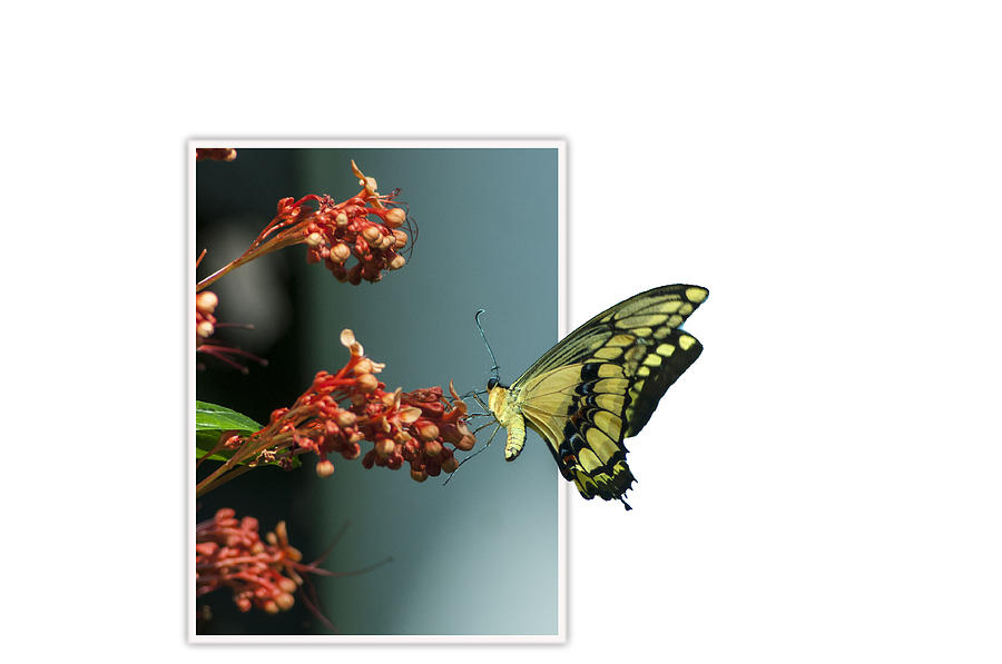 Out Of Frame Butterfly Photograph