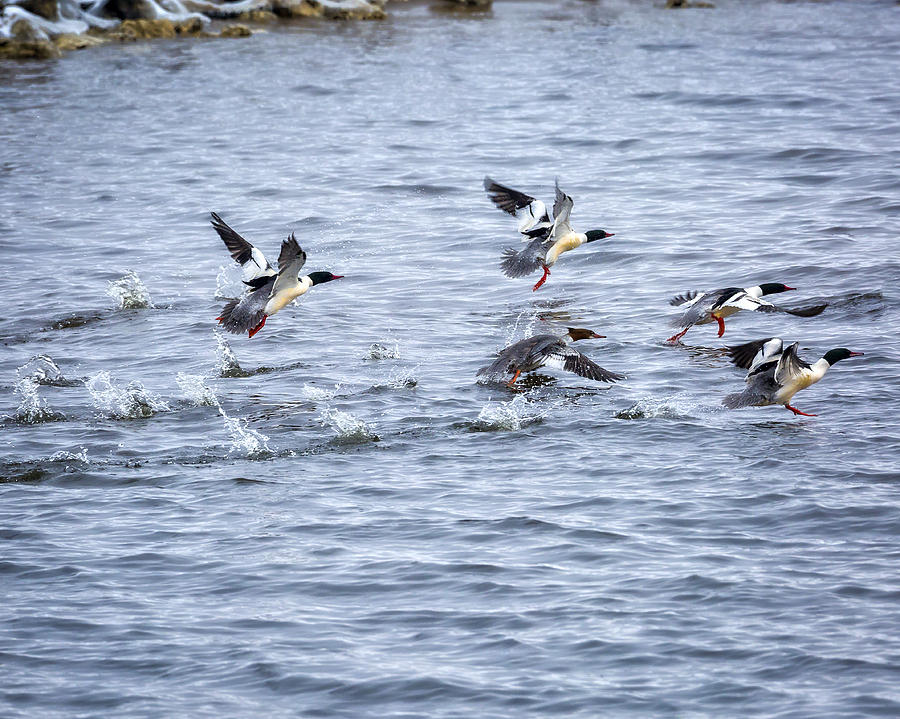 Out of Here - Common Mergansers Photograph by Jack R Perry