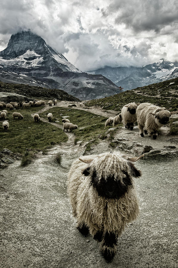 Sheep Photograph - Out Of My Way by Susanne Landolt