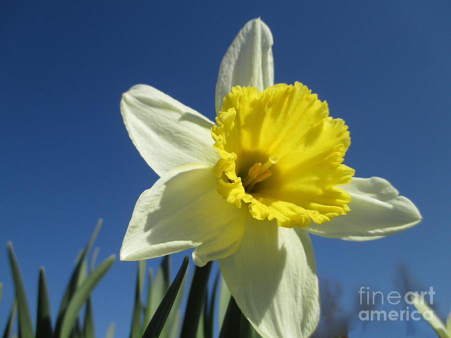 Spring Photograph - Out Of The Blue by Martin Howard