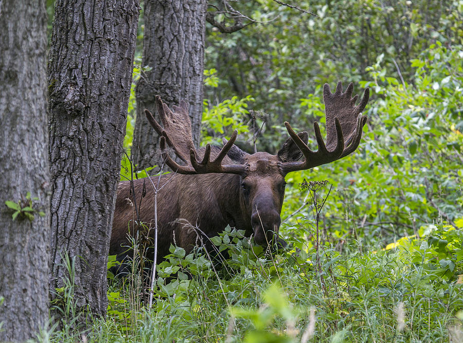 Moose Photograph - Out Of The Brush by Doug Lloyd
