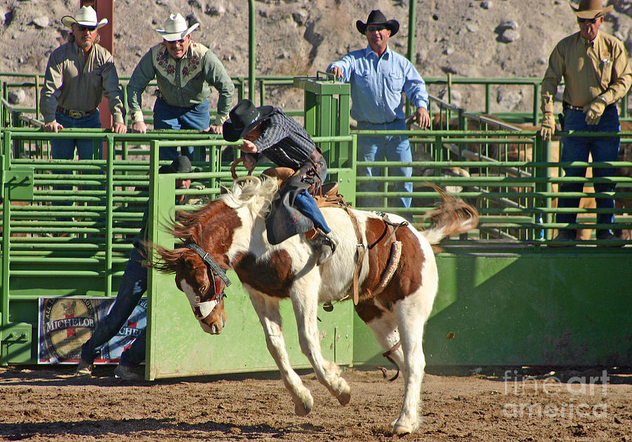 Horse Photograph - Out of the Chute by Bob Hislop
