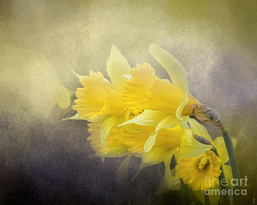 Out of the Darkness - Daffodils Photograph by Jai Johnson