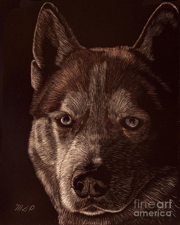 Out of the darkness Portrait of a Husky Drawing by Margaret Sarah Pardy