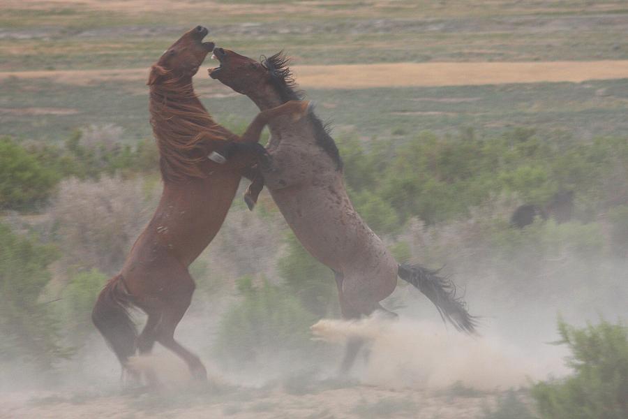 Horse Photograph - Out Of The Dust by Gene Praag