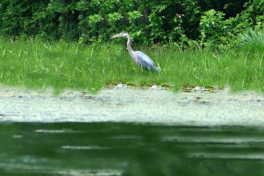 Out Of The Nest Heron Photograph by Barbara S Nickerson