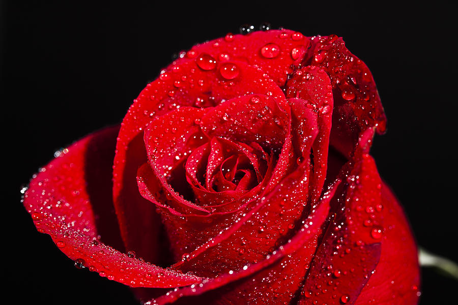 Flower Photograph - Out of the Rain by Jon Glaser
