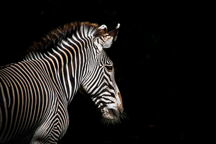 Zebra Photograph - Out of the shadows by Scott Mullin