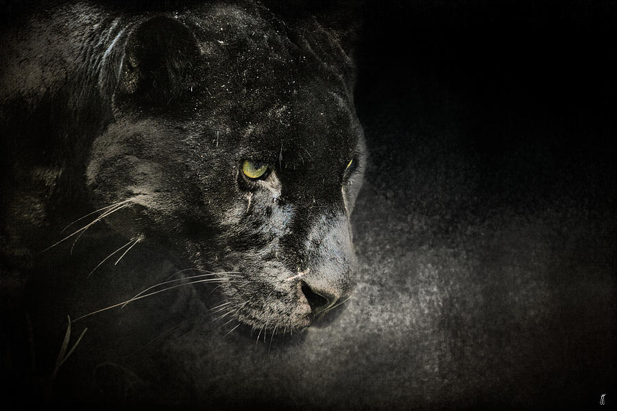 Out of the Shadows - Wildlife - Black Leopard Photograph by Jai Johnson