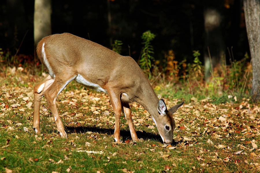 Whitetail Out Of The Woods Photograph by Christina Rollo