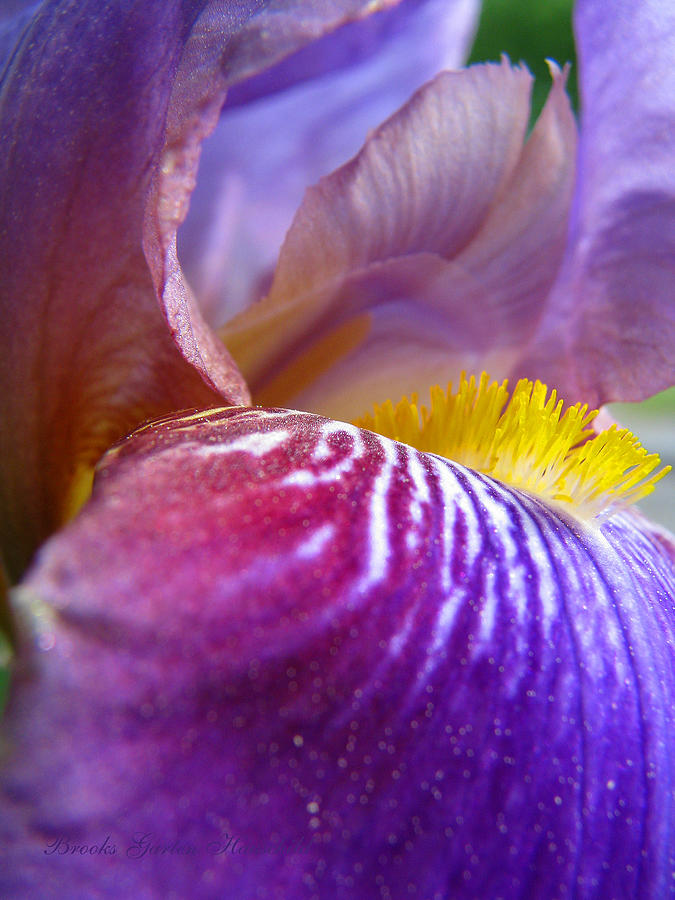 Out of This World - Iris - Floral Macro Photograph by Brooks Garten Hauschild