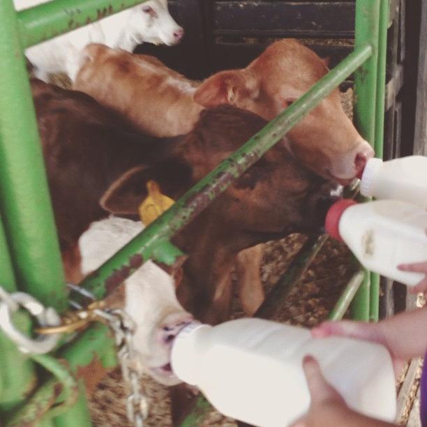 Milking Photograph - Out On A Farm In South Louisiana -- by Stone Grether