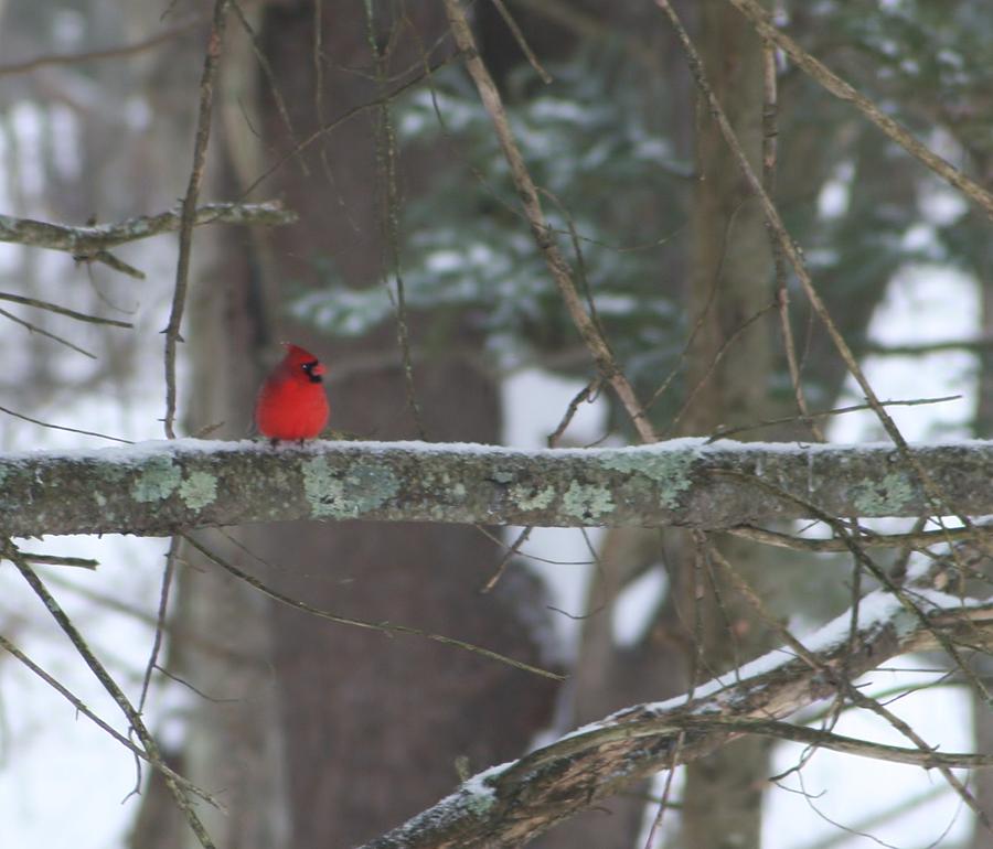 Cardinal Photograph - Out On A Limb by Barbara S Nickerson