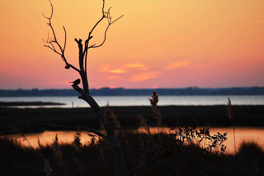 Ocean City Sunset Out on a Limb Photograph by Bill Swartwout