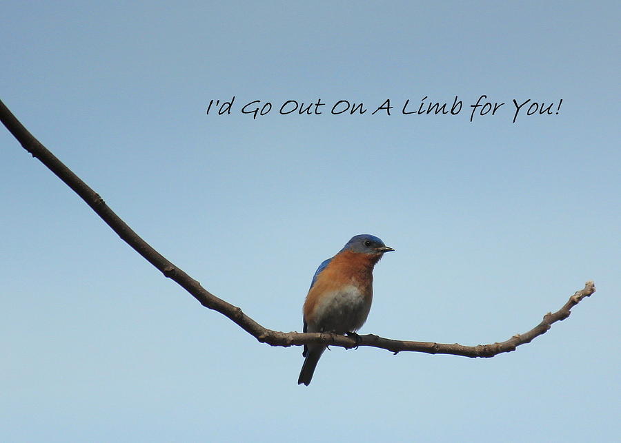Bluebird Photograph - Out on A Limb For You by Rosanne Jordan