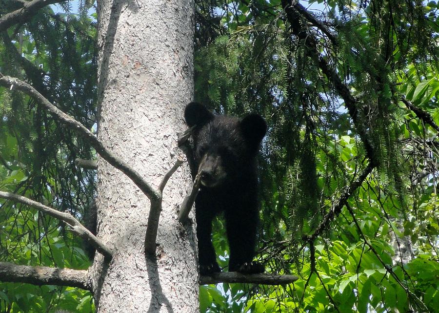 Out On A Limb Photograph by Jody Benolken