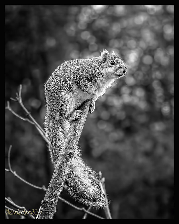 Out on a Limb Squirrel Photograph by LeeAnn McLaneGoetz McLaneGoetzStudioLLCcom