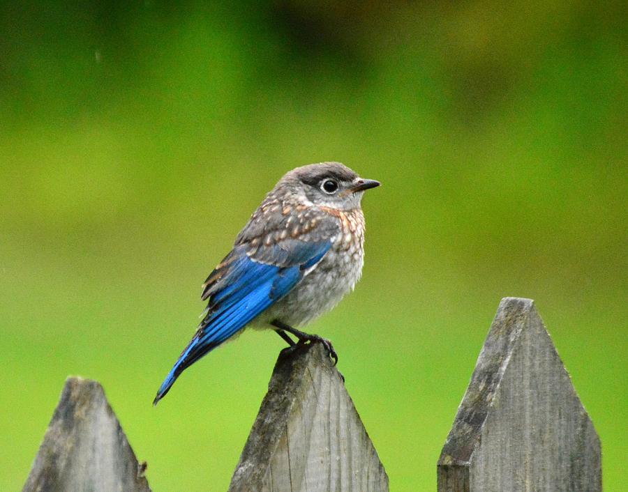Bluebird Photograph - Out on his own by Judy Genovese