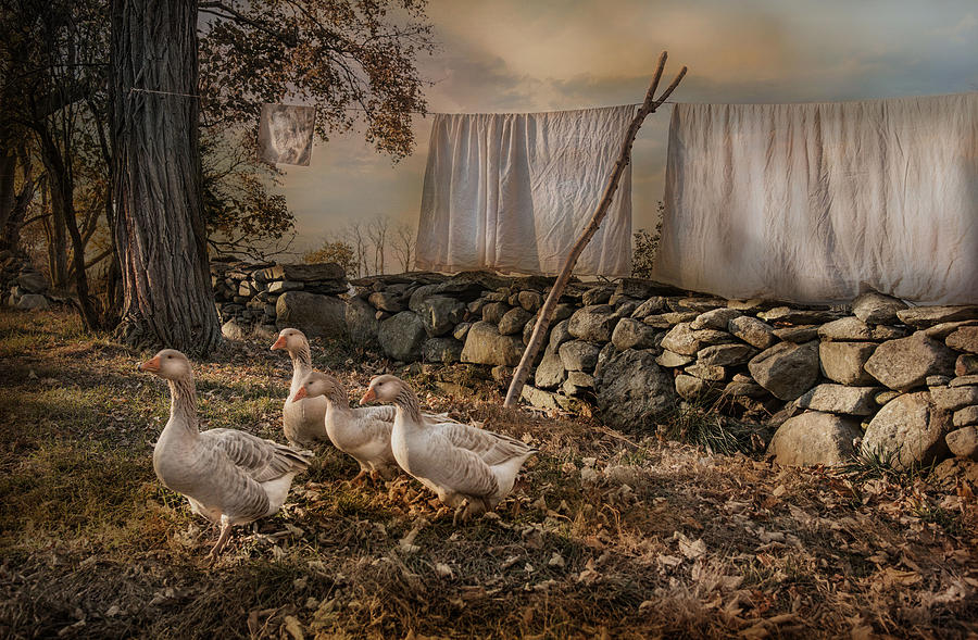 Geese Photograph - Out To Dry by Robin-Lee Vieira