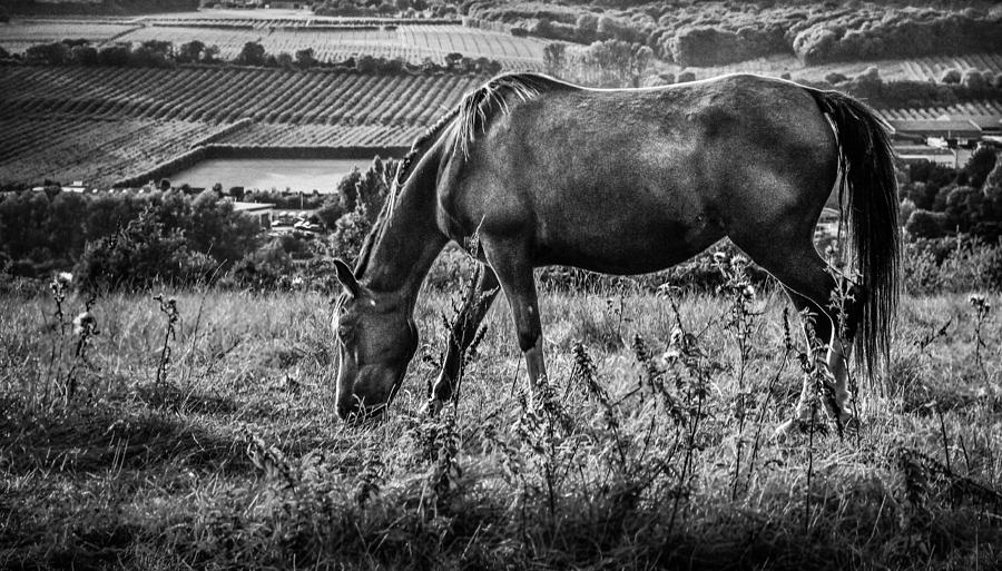 Horse Photograph - Out to grass by Ian Hufton