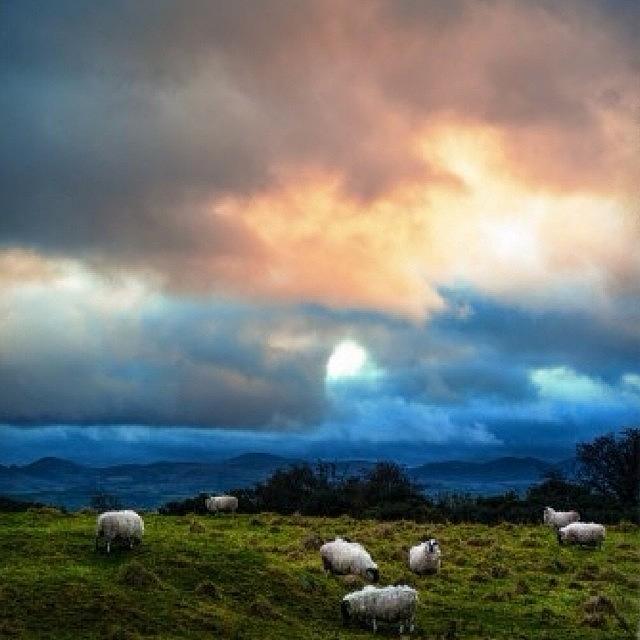 Sheep Photograph - Out To Pasture by Aleck Cartwright