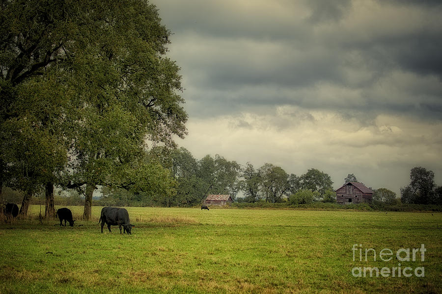 Out to Pasture Photograph by Belinda Greb