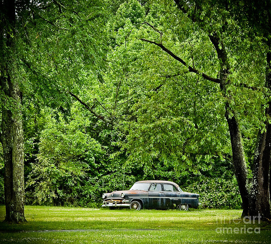 Tree Photograph - Out to pasture by John Hassler