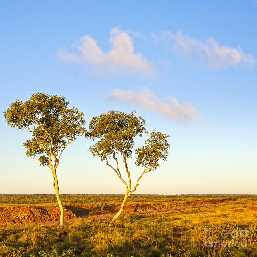 Outback Australia Ghost Gums Photograph by Colin and Linda McKie