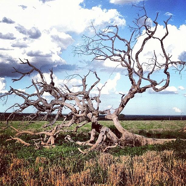 Nature Photograph - #outback #dead #tree #natureza #nature by David John Weihs