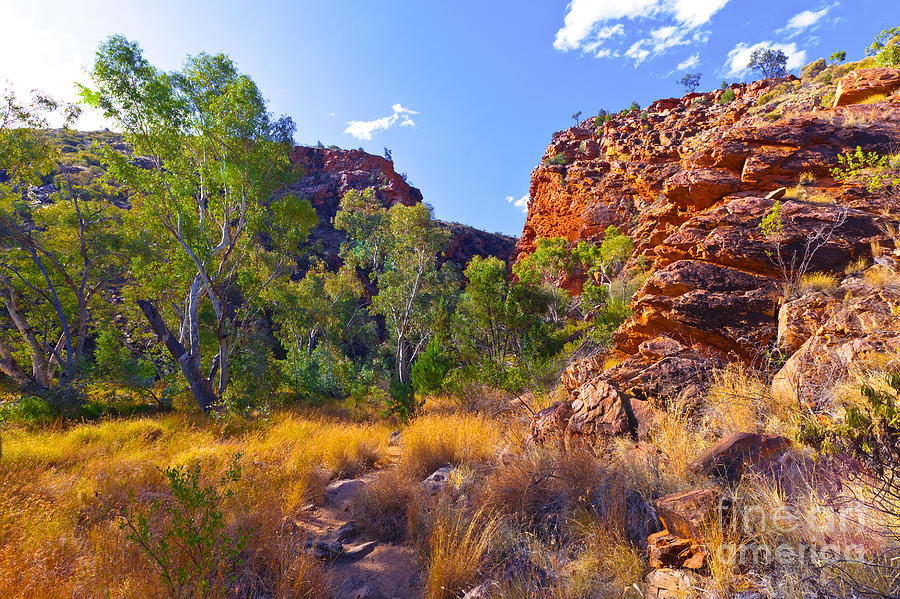 Outback Landscape Photograph by Bill  Robinson