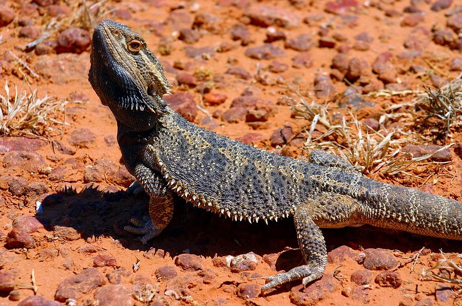 Outback Lizard Photograph by Henry Kowalski