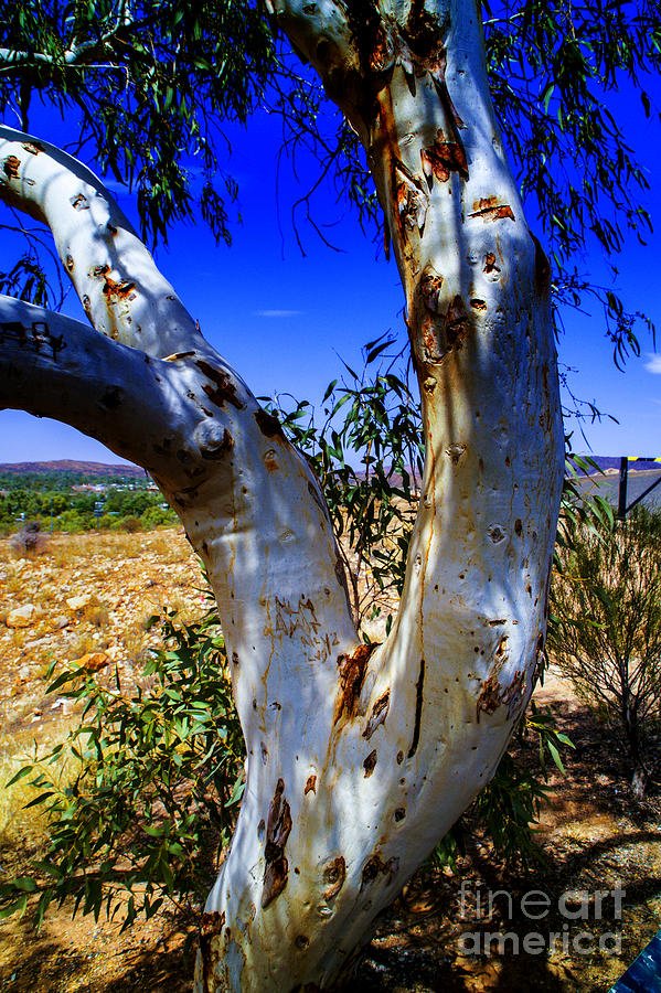Outback Tree Photograph by Rick Bragan