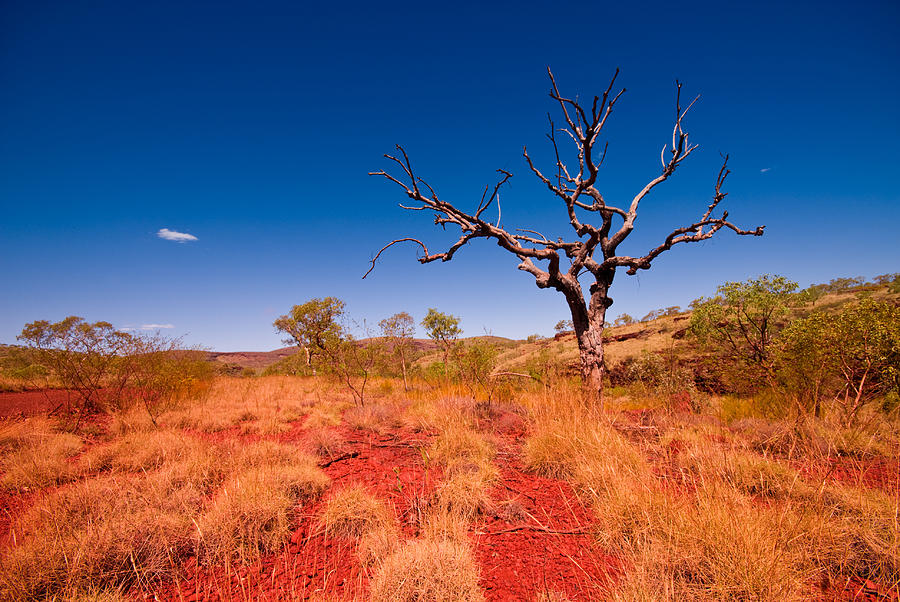 Outback Western Australia - Tree in Karijini National Park Photograph by Cuhrig