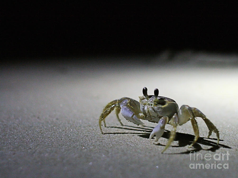 Outer Banks Crab Photograph by Stan Reckard