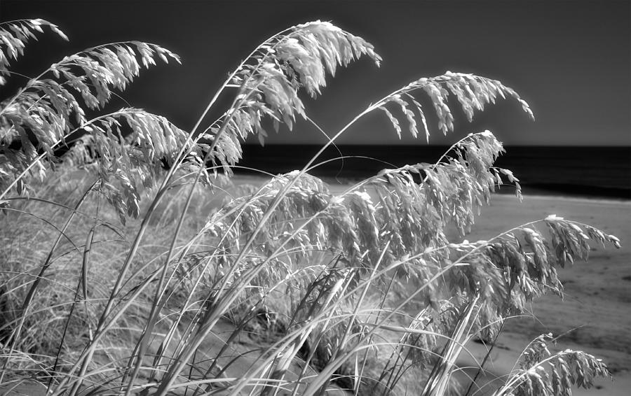 Abstract Photograph - Outer Banks Sea Oats in Black and White by Dan Carmichael