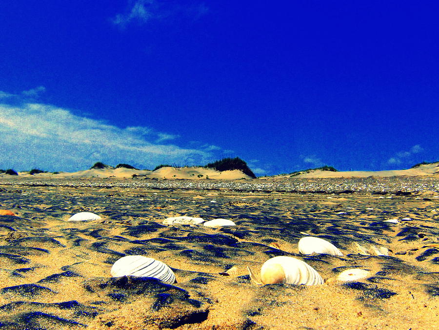 Outer Banks Shells Photograph by Scott Hamilton - Fine Art America
