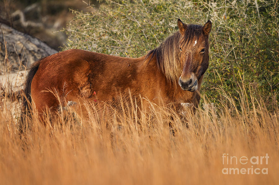 Outer Banks Wild Horse Photograph by Ronald Lutz