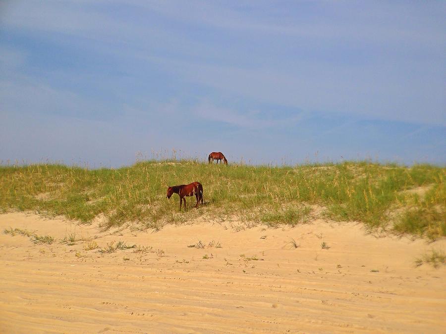 Outer Banks Wild Horses Photograph by Chris Montcalmo